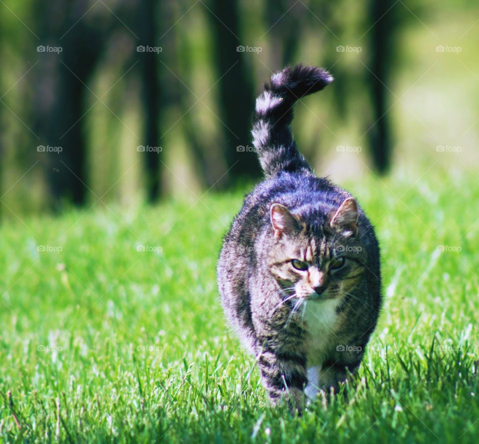 Summer Pets - grey tabby walking in the grass on a sunny day 