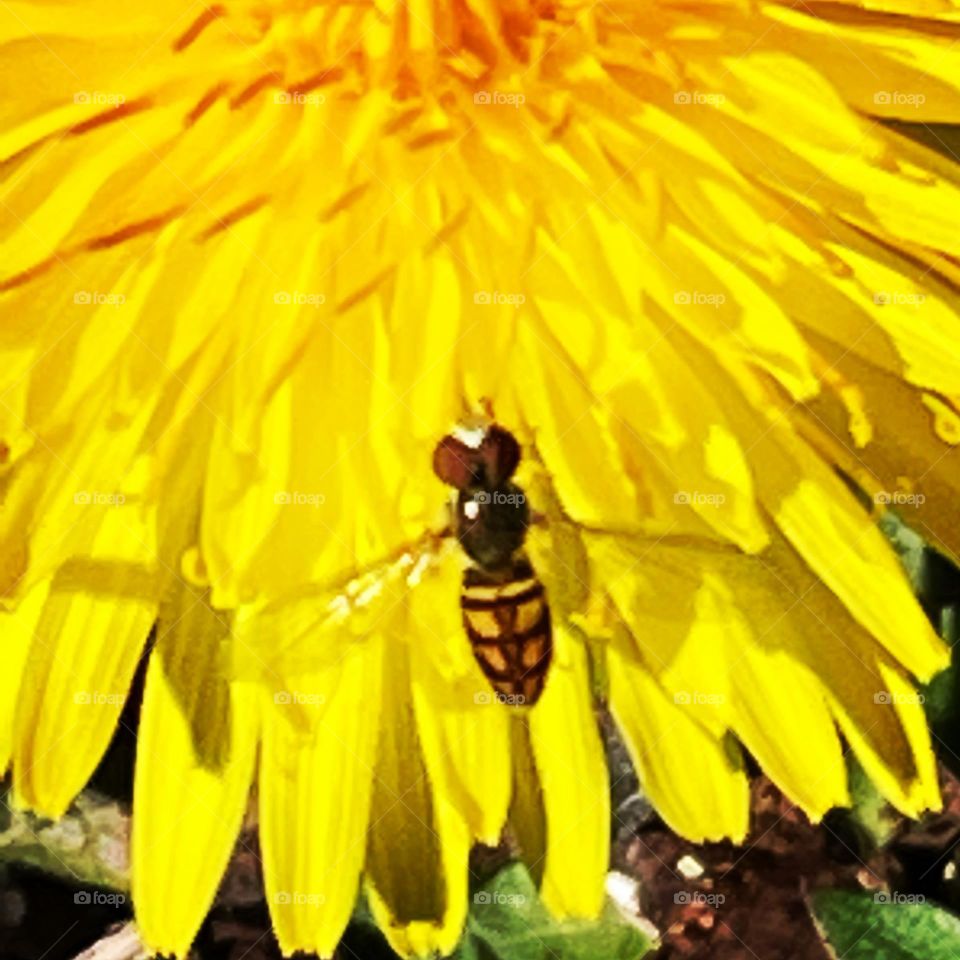 Spring Pollination Time