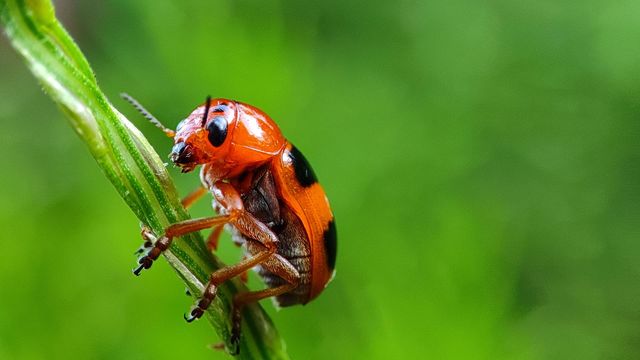 orange colour bug a beautiful grass with blurred green plants background