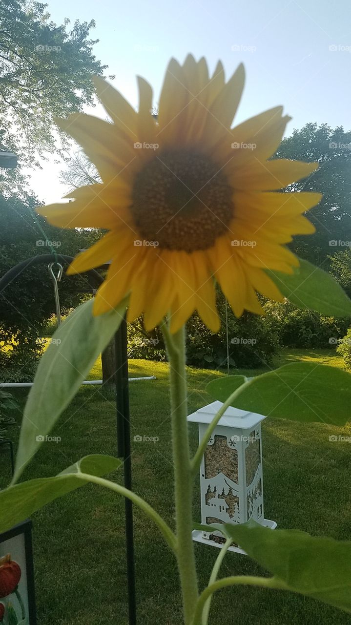 Sunflower
