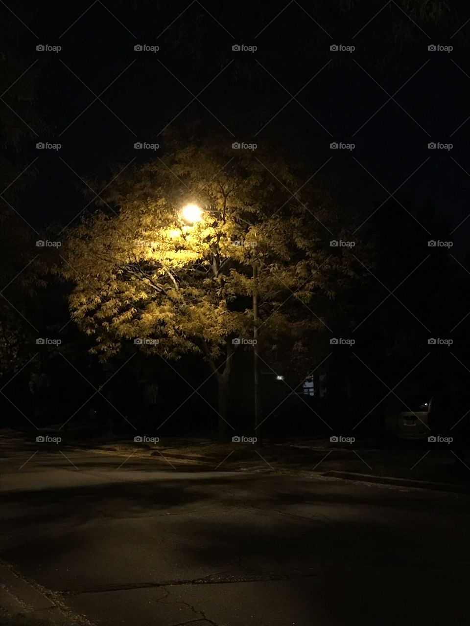 Light & Tree