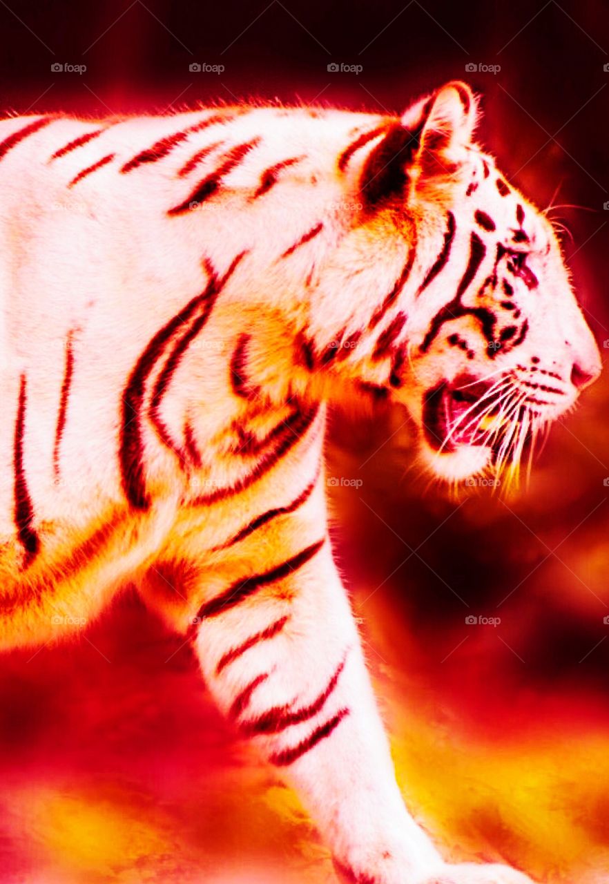 Tiger, tiger, burning bright	 
In the forests of the night,	 
What immortal hand or eye	 
Could frame thy fearful symmetry?

(William Blake, 1757-1827)
