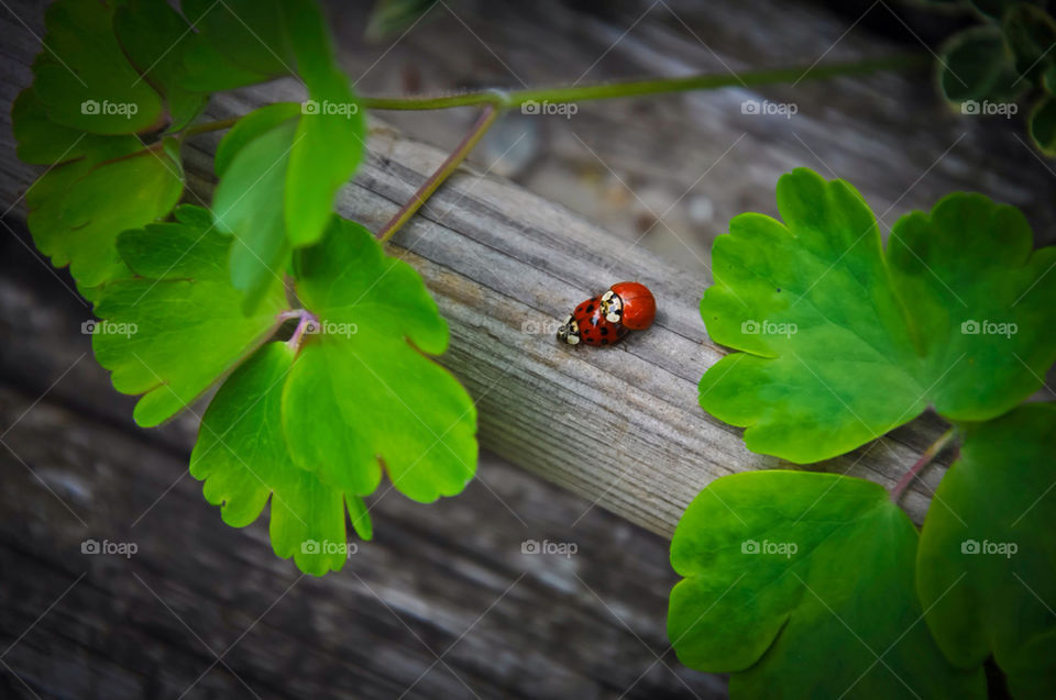 garden nature flower macro by kbuntu
