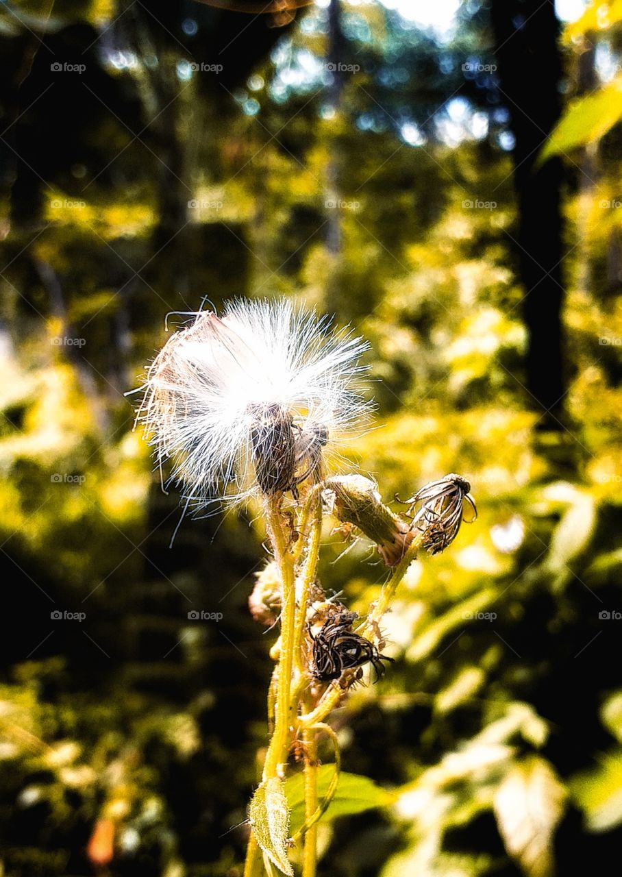 beautiful white blooming flowers in natural view