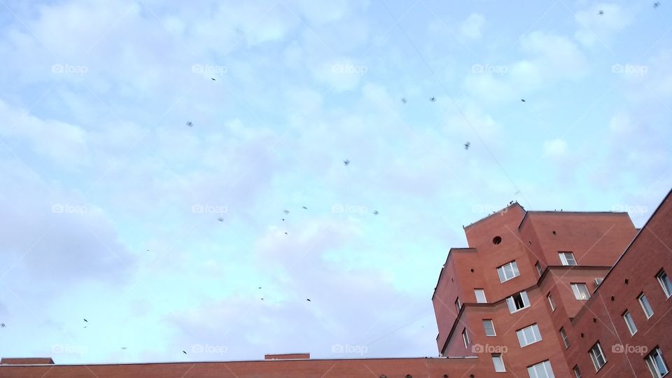 сегодня очень много птиц