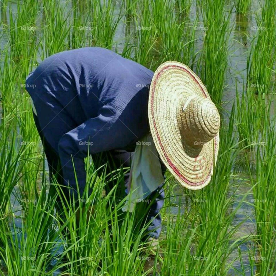 Tending rice in North West Borneo