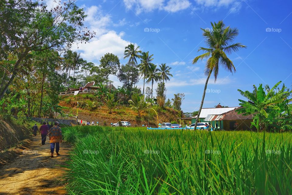 rice field of Indonesian village