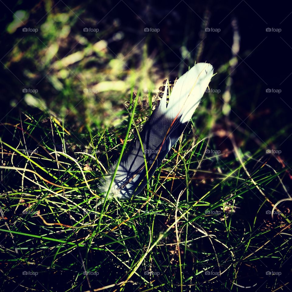 feather in the grass