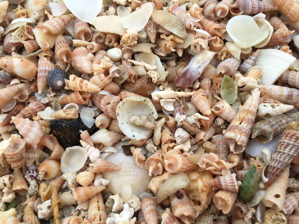 Closeup tiny seashells background image