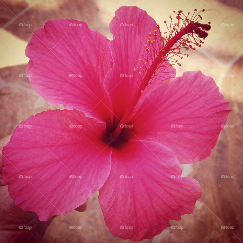 flower hibiscus tropical hawaii by lmtrent