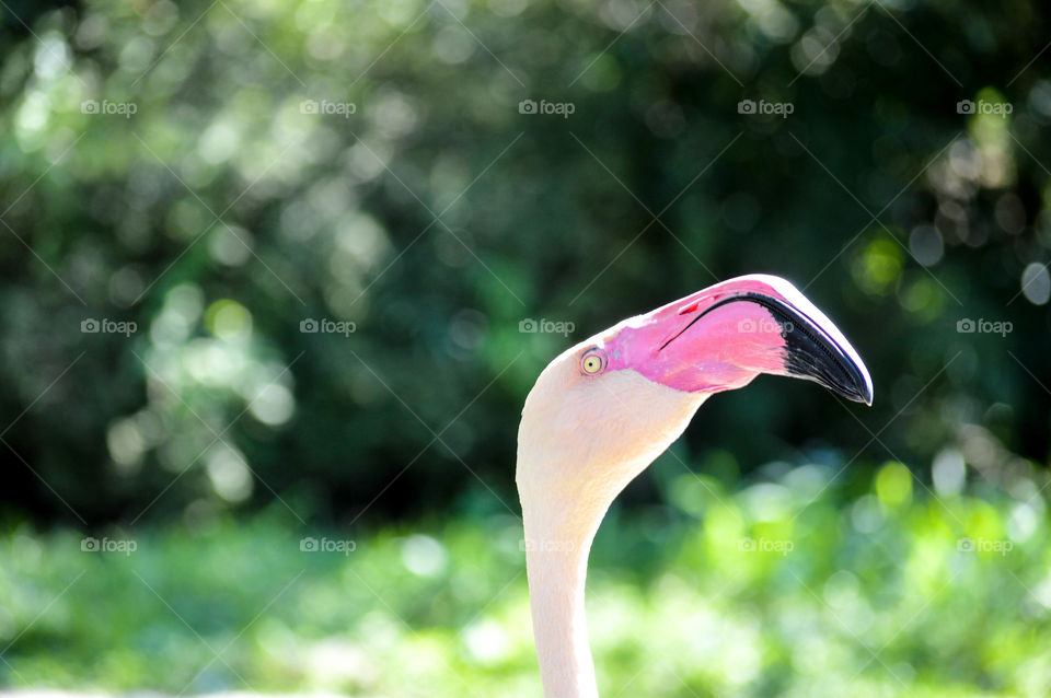 Funny flamingo looking away