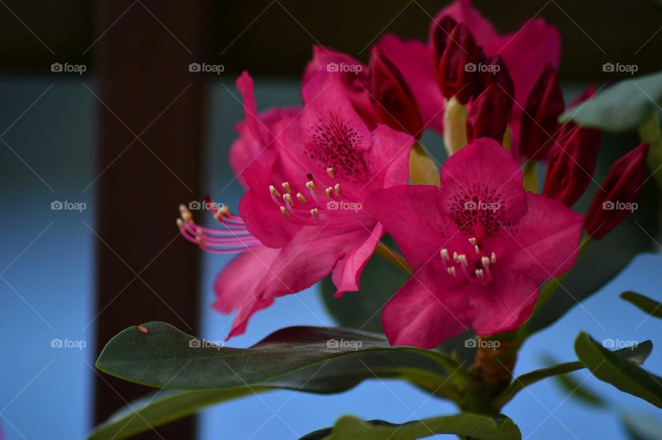 Rhododendron