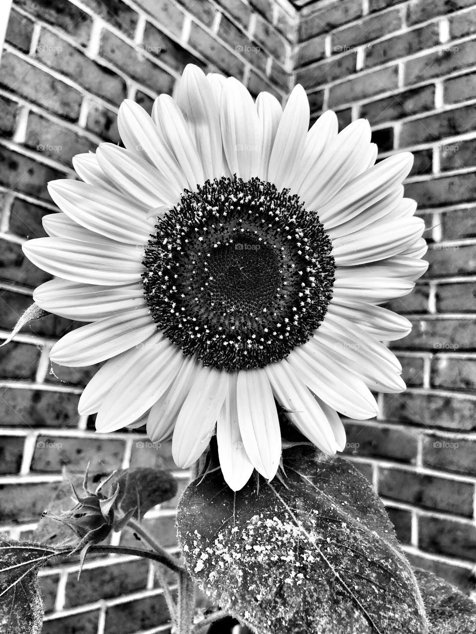 Sunflower black and white 