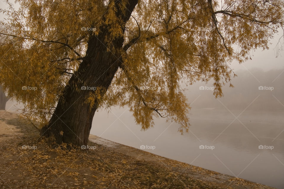 Autumn misty park at early morning 