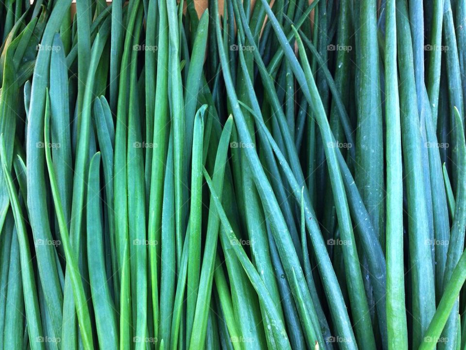 Chives