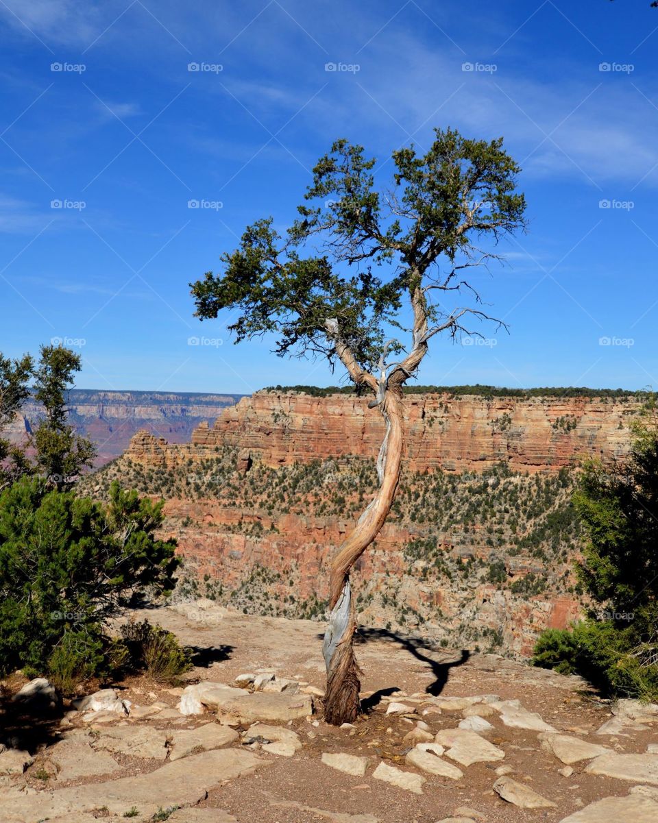 Grand Canyon view from Kaibab Trail on the South Rim. 