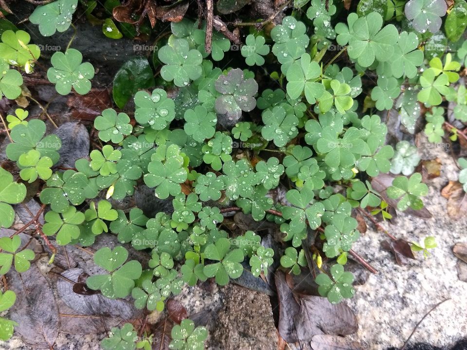 clovers and water drops on a rainy day