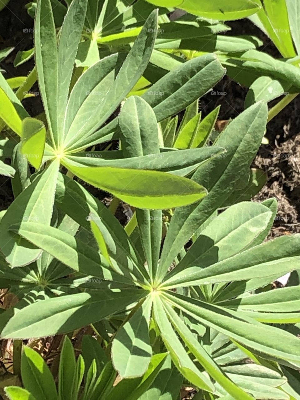 Lupin leaves