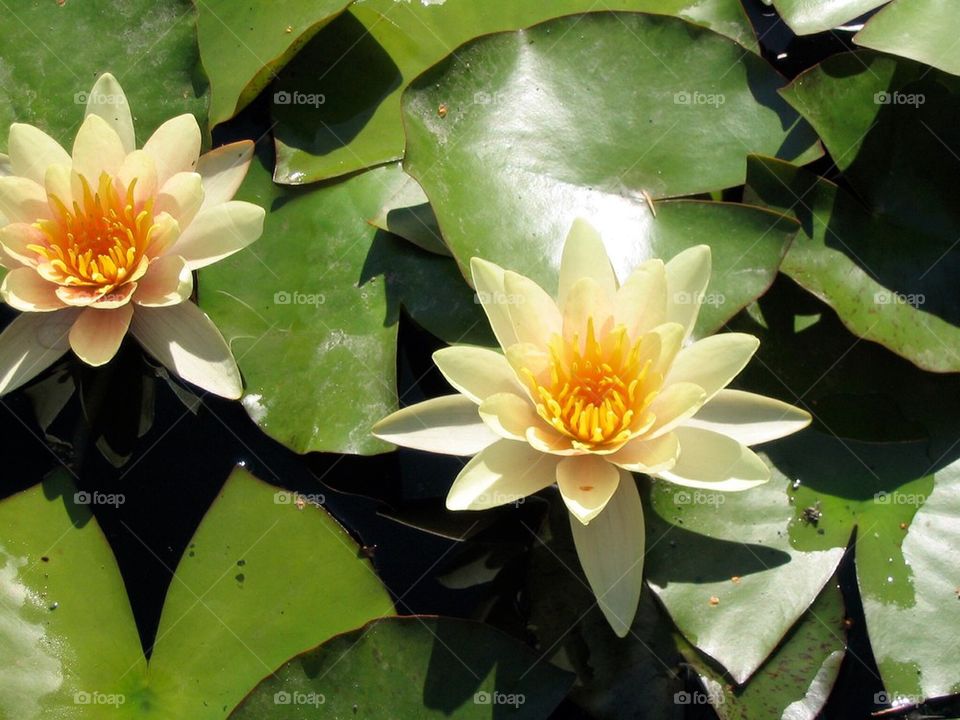 Lotus blossom