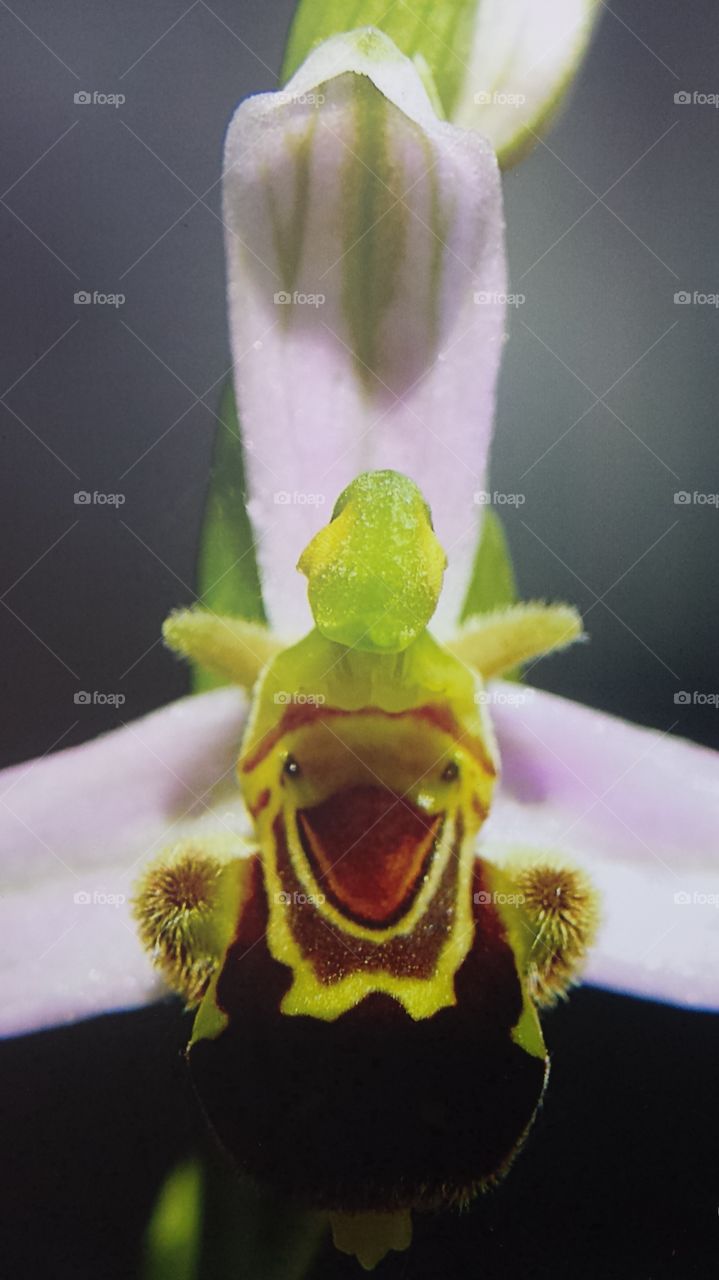 Mini orquídea graciosa