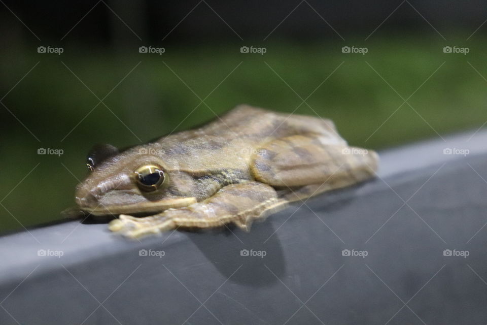 Common tree frog in trellis