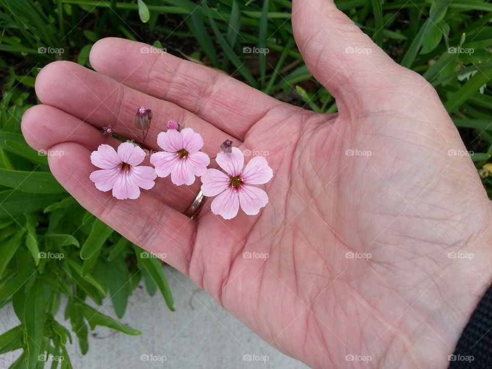 tiny pink flowers in my hand
