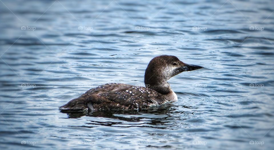 Common Eider(I think) Female Maine