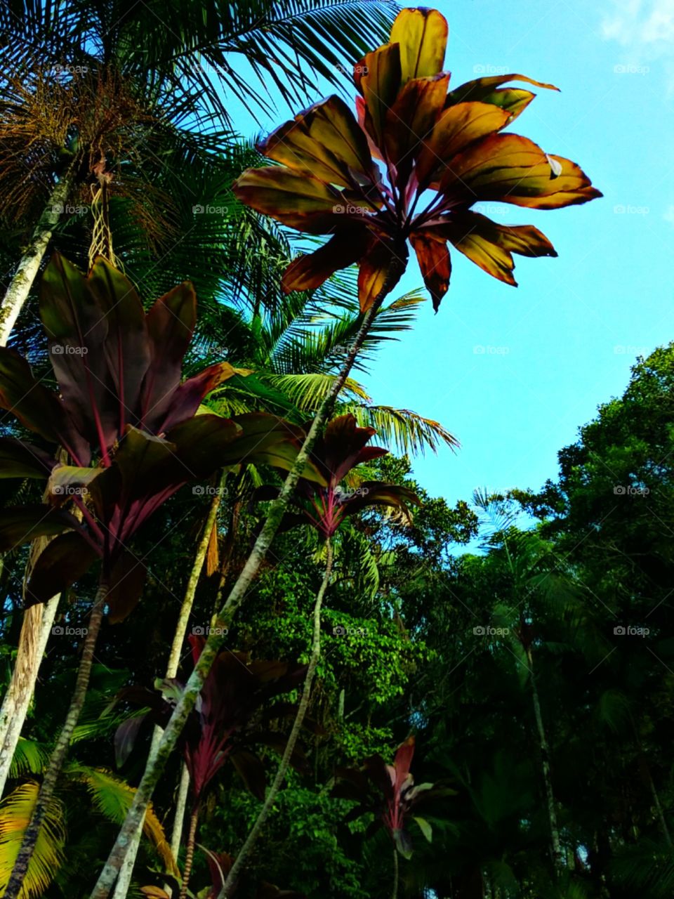 Folhagens coloridas sobre o ceu azul.