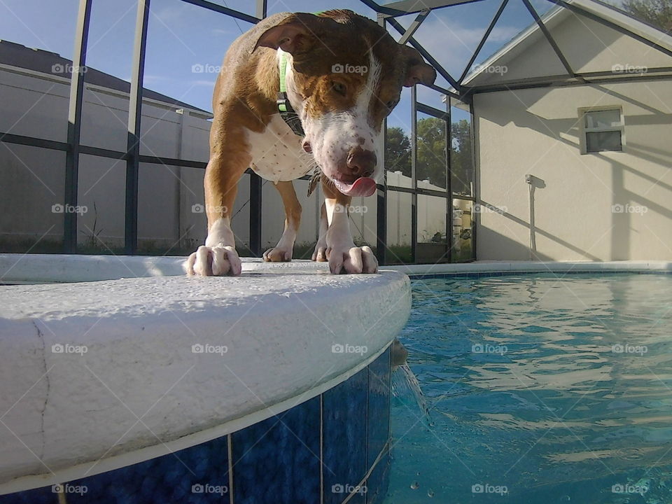 Dog on water fall with tongue hanging out 