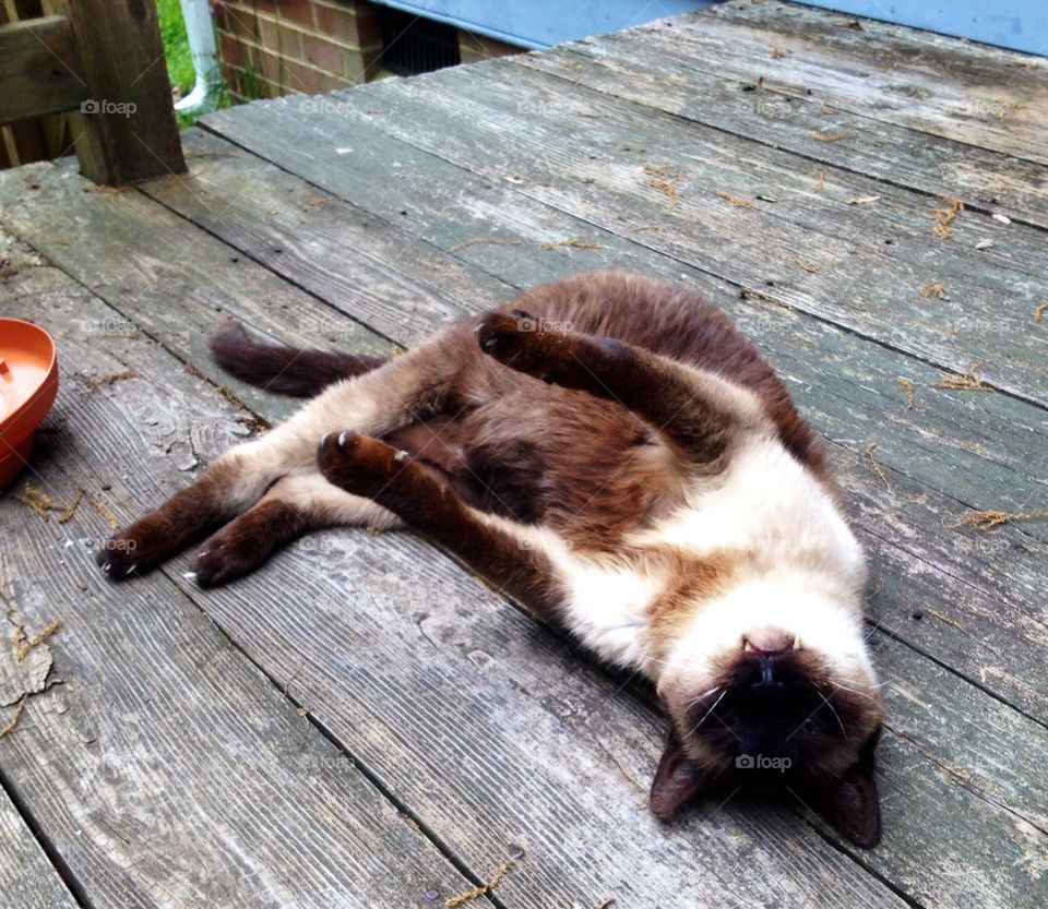 Siamese Cat chilling. 