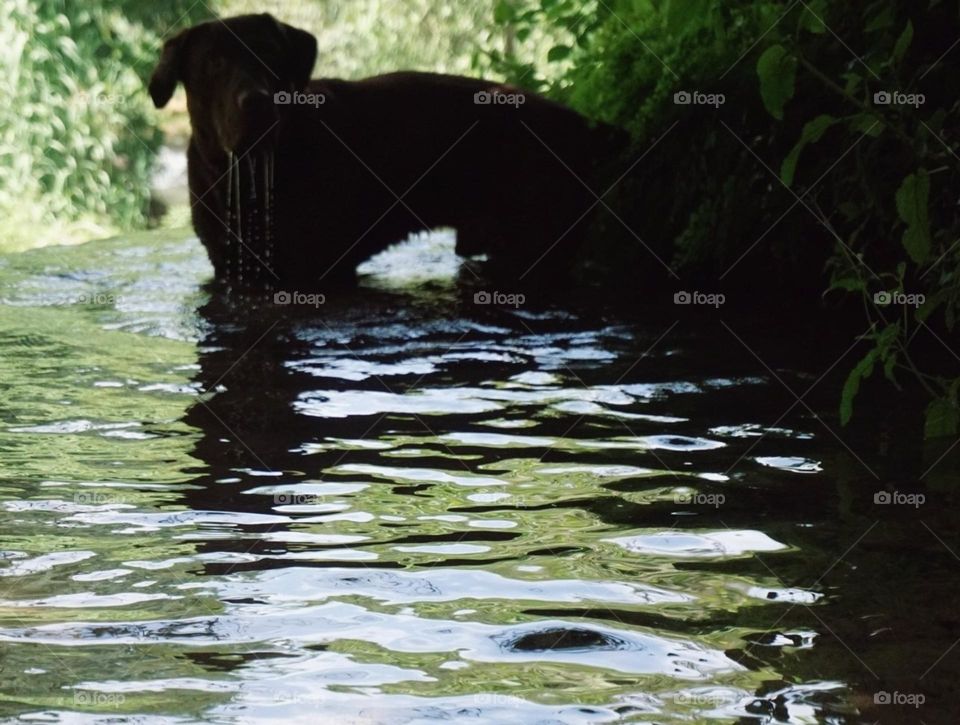 Labrador#dog#lake#thirsty#nature