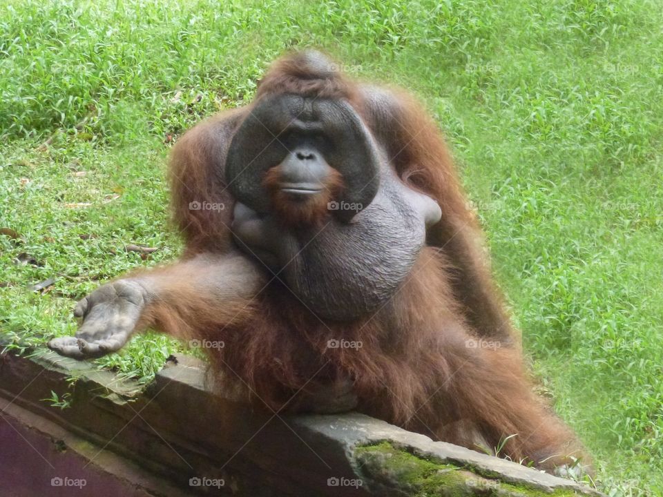 A wily old Oragutan knows how to earn an occasional treat from passers by.