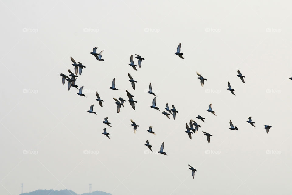 A crowd of pigeons flying in the sky 
