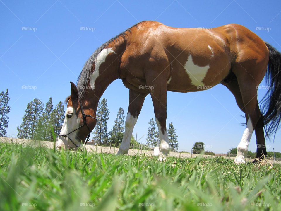 From the Ground Up: horse grazes surrounded by stubby grass and blue sky.