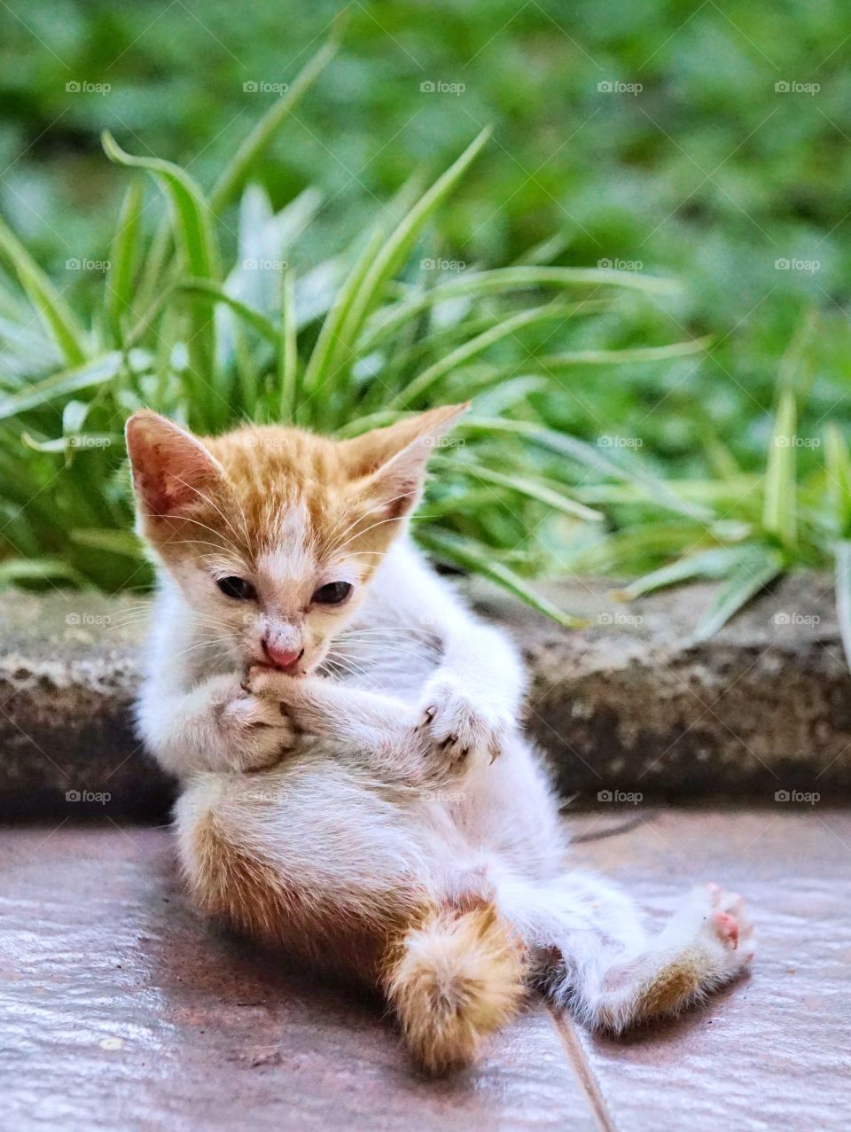 kitten playing his foot