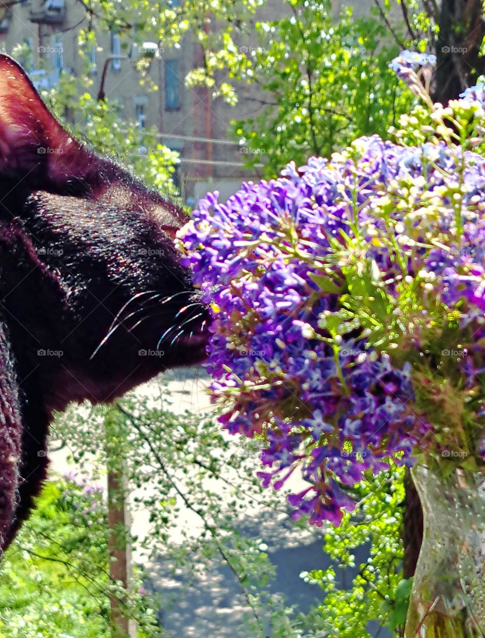 cat smells flowers