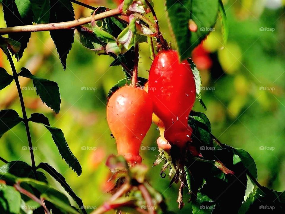 Rose hip