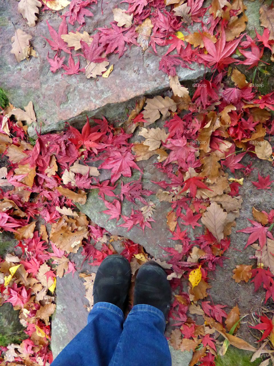 red autumn leaves