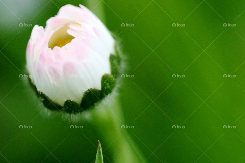 Margarite mit geschlossener Blüte