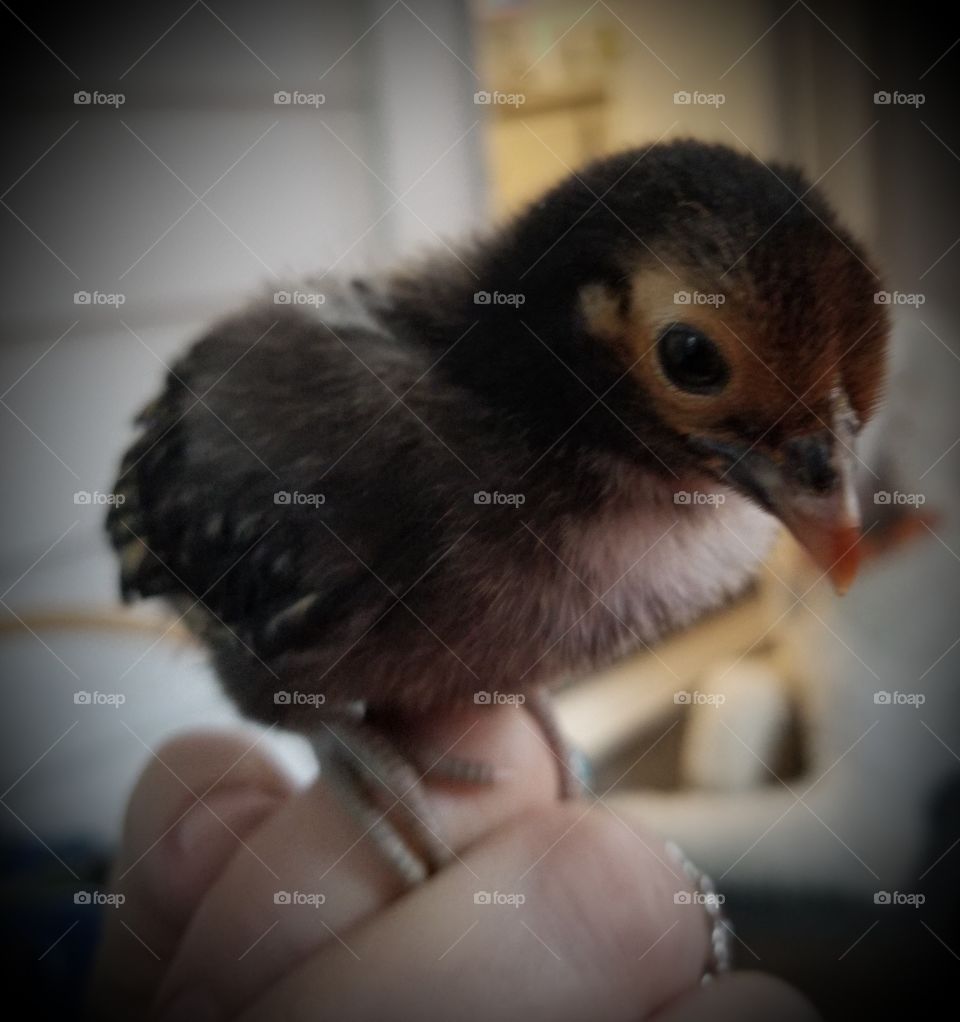 Baby Chick