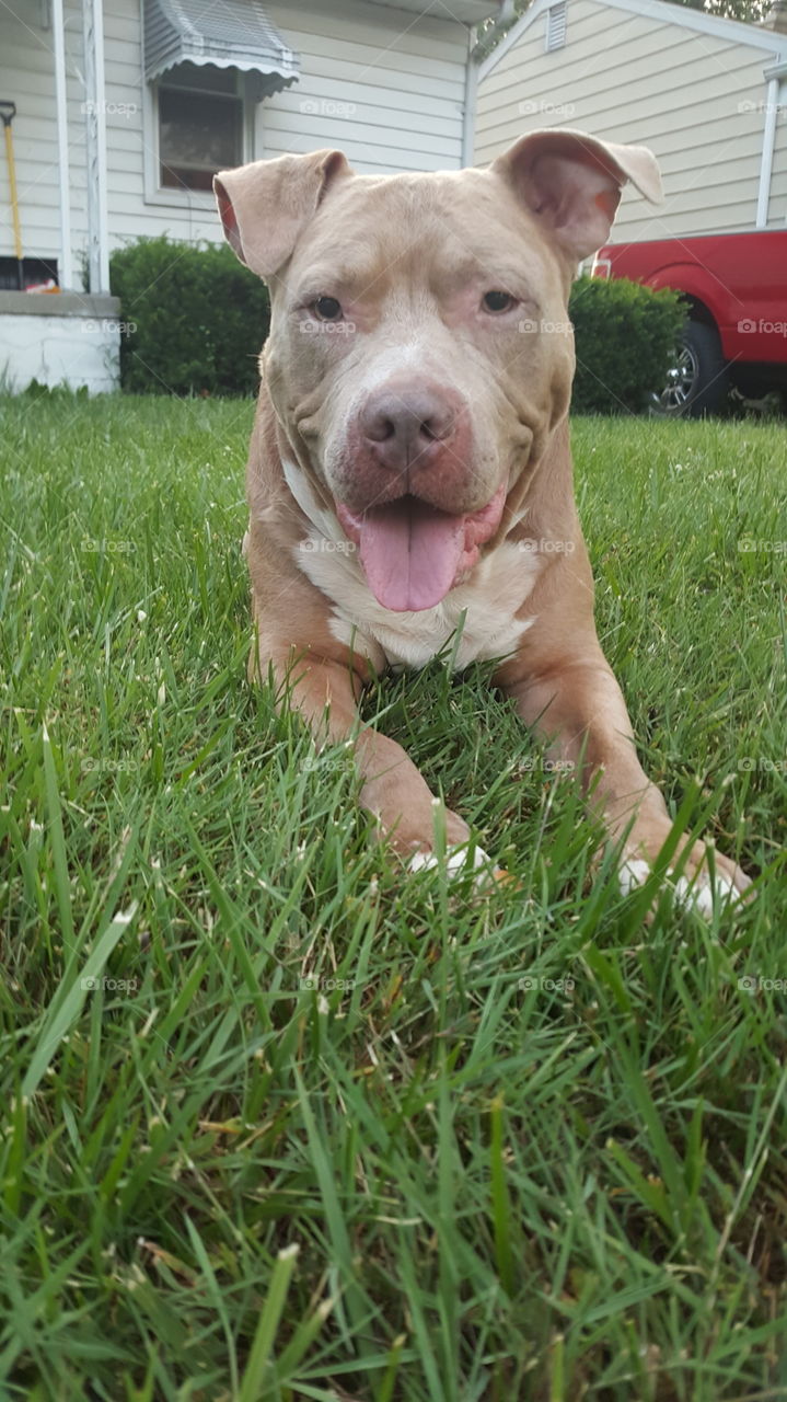American pit bull terrier sitting on grassy field