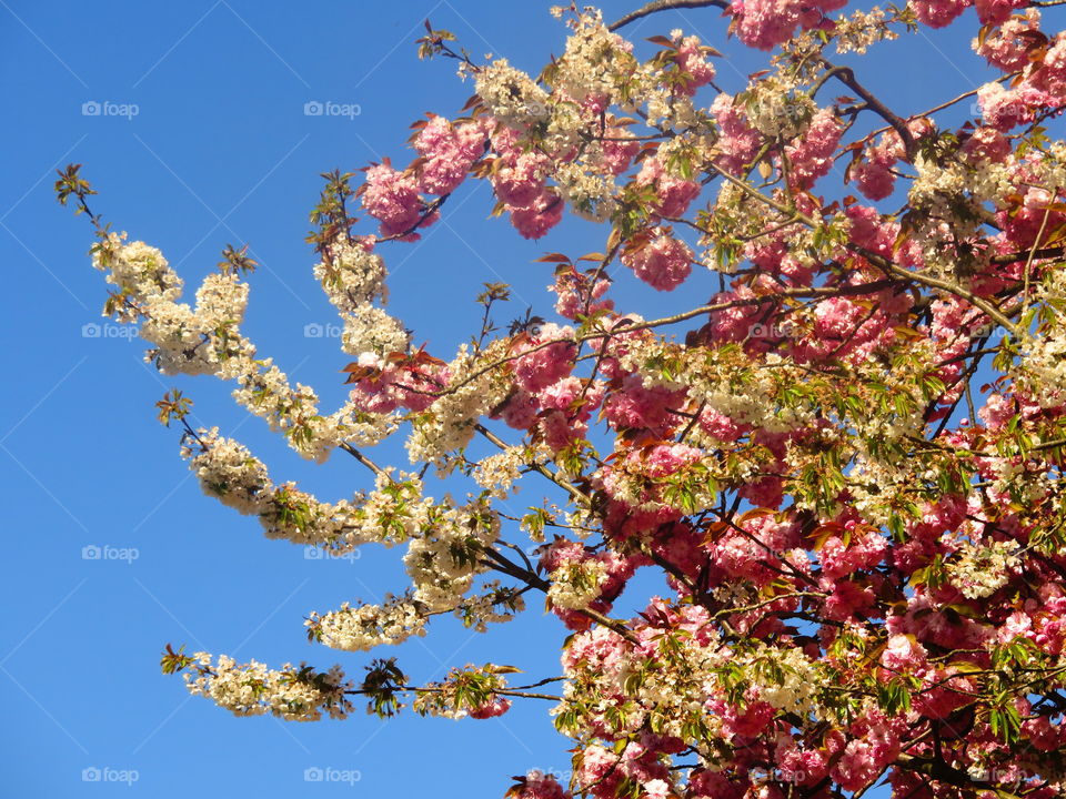 Low angle view of blooming flowers