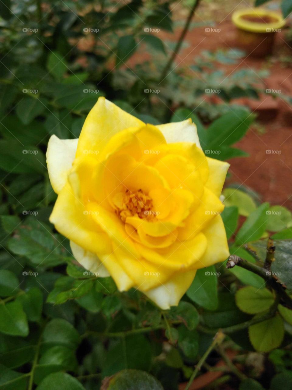 a beautiful yellow rose in my garden