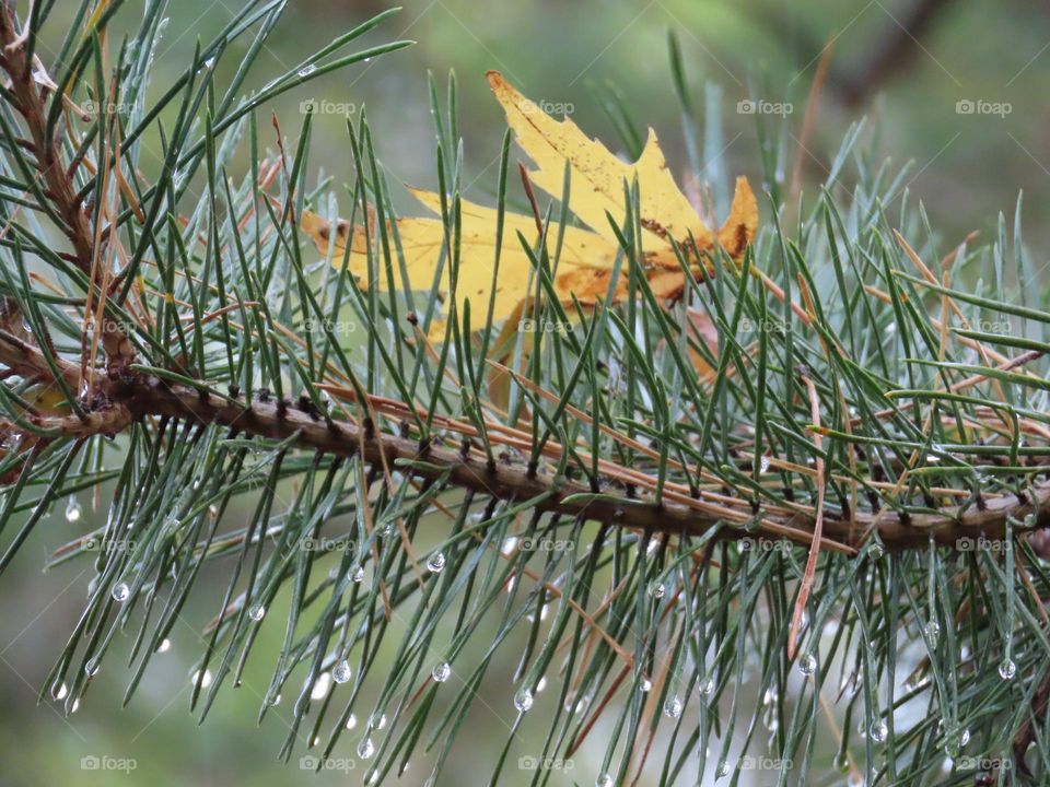 Tree branch with raindrops