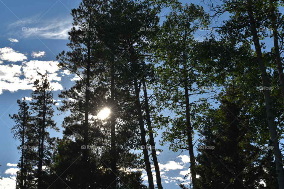 Sun through the trees 