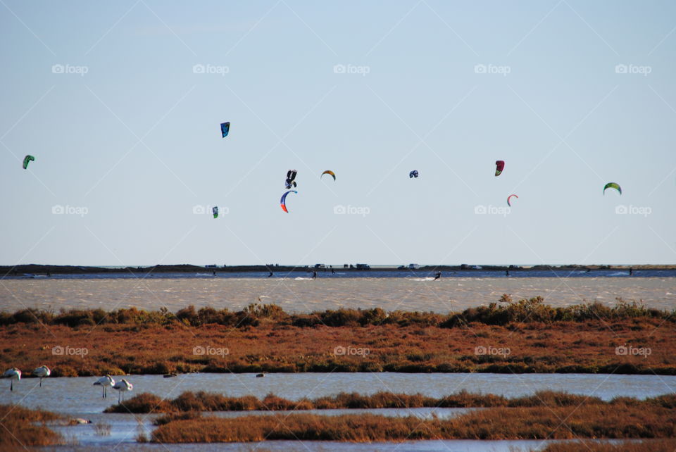 People practicing kitesurfing in the Delta del Ebro natural park in Tarragona, Spain. You can see some of the protected birds that live in the area