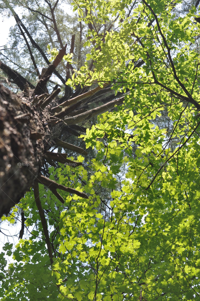 forest pine tree looking up squirrel view by mushjet