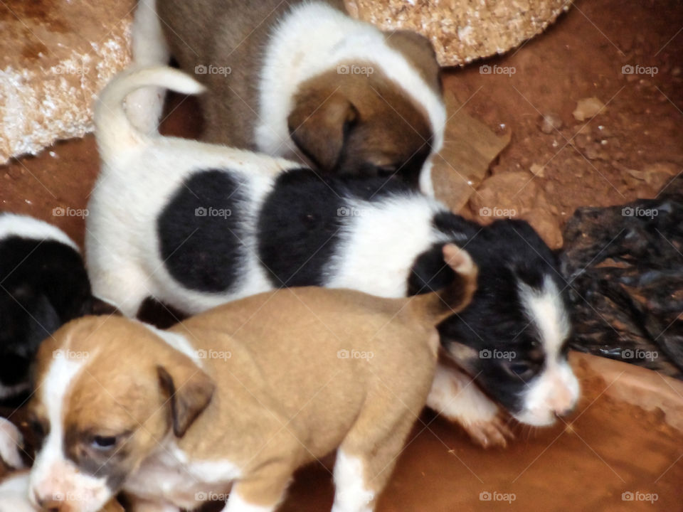 Pretty Puppies