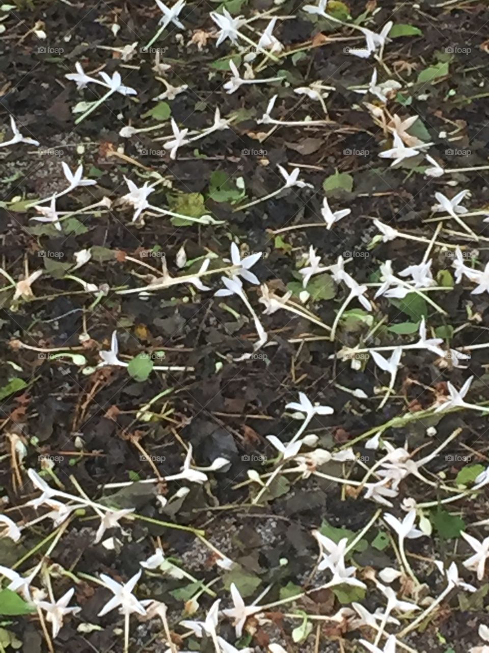 White flower on ground.