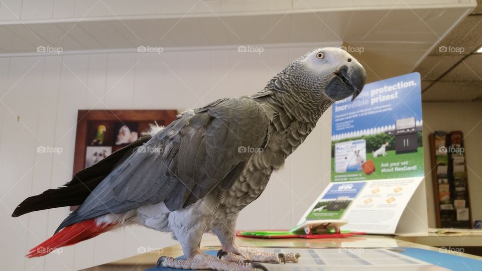 The Grey One. Congo African Grey at vets.